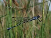 Grote pantserjuffer [Lestes macrostigma]